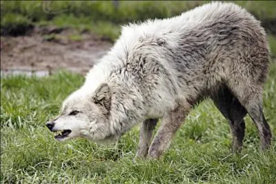 Combien de loups vivent dans les Alpes franaises ?