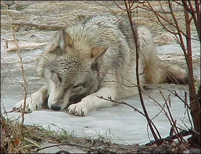 Quelle quantit de viande, les loups ont-ils besoin de manger, par jour ?