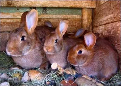 Ce feuillet champenois est un pt pantin (non moul) farci de deux viandes marines dans un mlange vin blanc, marc de champagne et aromates. Quelles sont ces deux viandes ?