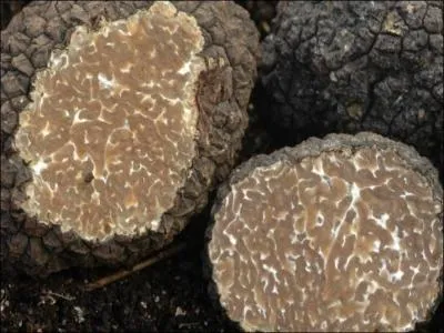 Redcouverte il y a une quinzaine d'annes, la rcolte du  joyau des bois  se fait autour de Chaumont. Symbole de luxe et de raffinement, ce  joyau  assaisonne souvent les plats des rveillons. C'est la :