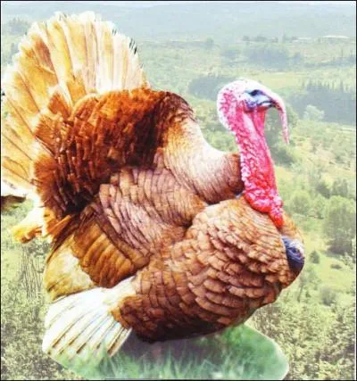 Cette volaille festive est une race locale ancienne relance en 1985. Ses caractristiques gastronomiques en font un mets de choix pour les ftes de fin d'anne. C'est la :