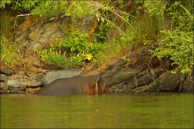 quel animal se cache dans cette image