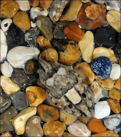 Quel animal se cache dans cette photo ?