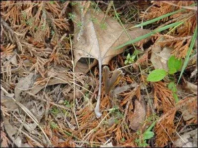 Quel animal se cache dans cette photo ?