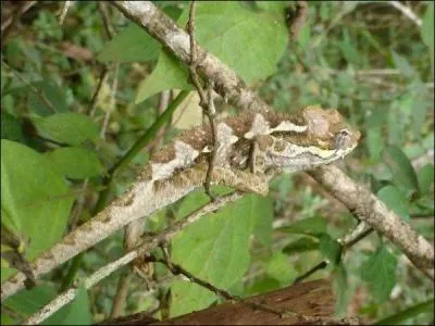 Quel animal se cache dans cette photo ?