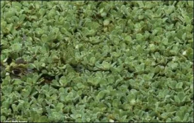 Quel animal se cache dans cette photo ?