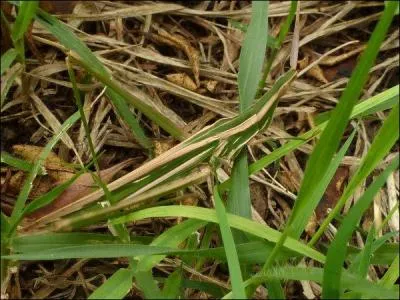 Quel animal se cache dans cette photo ?