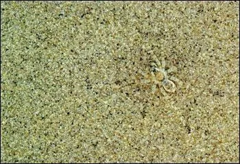 Quel animal se cache dans cette photo ?