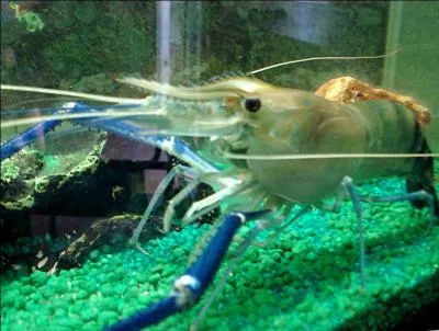 Quel est cet animal ?