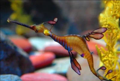 Quel est cet animal ?