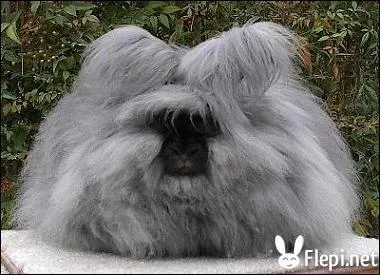 Quel est cet animal ?