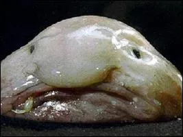 Quel est cet animal ?