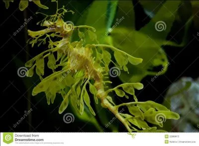 Quel est cet animal ?