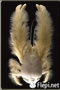 Quel est cet animal ?