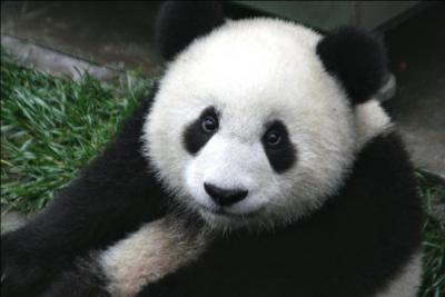 Le panda est en voie de disparition.