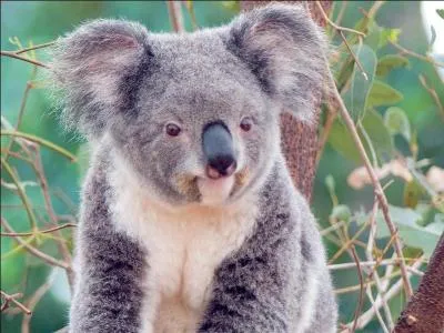 Le koala est en voie de disparition.