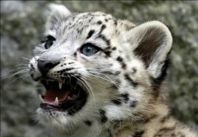 Le lopard des neiges est en voie de disparition.