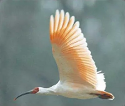 L'ibis nippon est en voie de disparition.