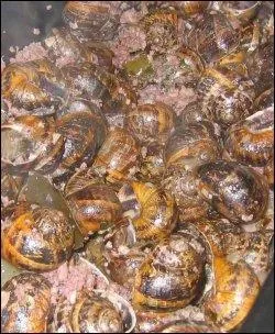 Quelle est cette clbre recette d'escargots, dfendue par la  Confrrie des Mangeux de Lumas  ?
