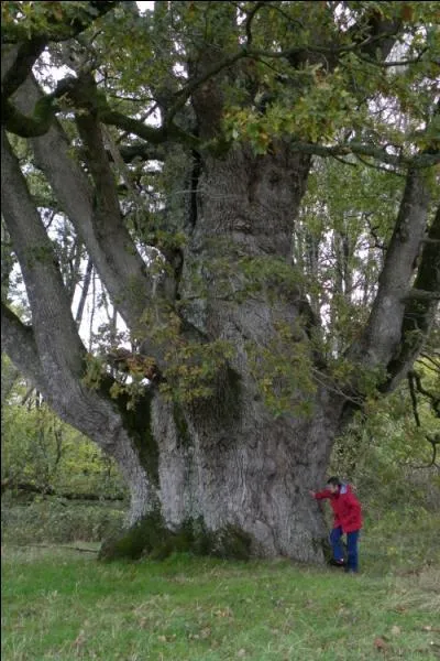 Dans quelle commune des Deux-Svres peut-on adlirer le chne de Robert le Chouan ?