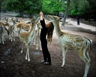 Quels animaux tiennent compagnie  cette petite fille ?