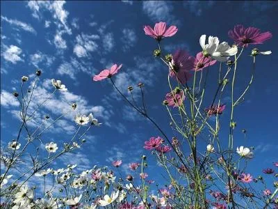 Qui chantait   comme une pluie de papillons  laquelle on n'a jamais crue  ?