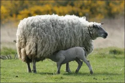 La ... ble mais le blier blatre, comme le chameau.