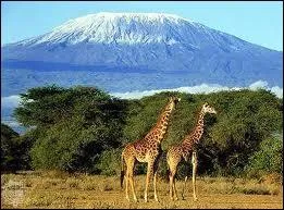 Vivons parmi les animaux dans la plus grande réserve du monde, celle du Kilimandjaro.