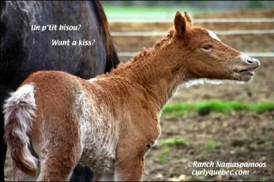 Comment s'appelle le petit d'un cheval ?