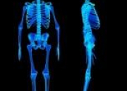 Quiz Anatomie : le squelette humain