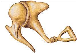 O se situent les plus petits os du corps humain ?