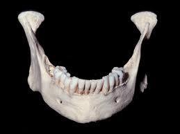 Quelle est la particularit de la mandibule (ou maxillaire infrieur) par rapport aux autres os du crne ?