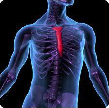 Combien de paires de ctes sont rattaches (directement et indirectement) au sternum ?