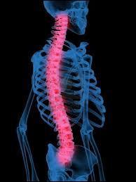 Lesquels de ces groupes de vertbres ne font pas partie de la colonne vertbrale ?