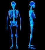 Quiz Anatomie