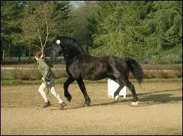 Comment se nomme cette race de cheval ?