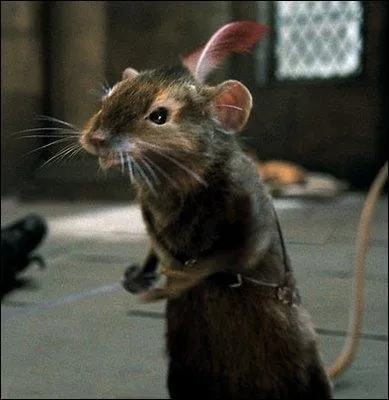 Comment se nomme cette souris ?