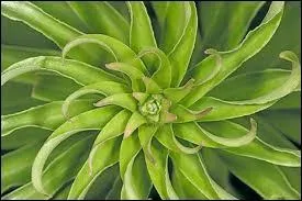 Qu'aime cette goule ?