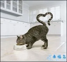 Vous voyez, les chats aiment bien leur matre ! Le slogan  faites l'amour, pas la guerre  date des annes :