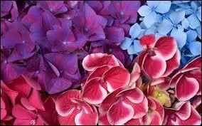 Sur cette photo, il y a...