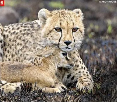 Trouvez le tire de ce roman !