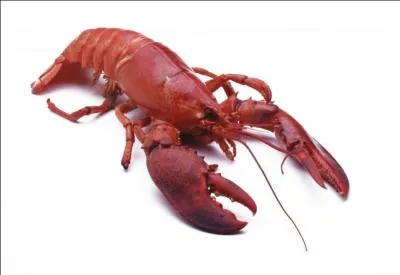 L'estomac du homard a une langue :