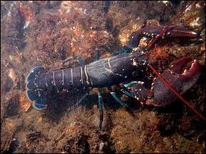 Retounons  nos homards ! D'aprs les scientifiques, les homards vivraient seulement 3 mois :