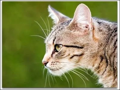 Les chats adultes ne miaulent pas entre eux. Ils miaulent seulement en prsence des humains :