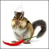 Quel est le vrai nom du colorant alimentaire E100 ?