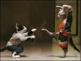 Le kung-fu,  chat  dmnage ! Il s'agit d'un grand matre d'arts martiaux vietnamien :