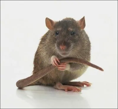 Un couple de rat peut en une anne donner naissance  :