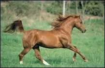 Et quelle est la race de ce splendide cheval ?