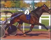 Ce cheval en pleine action est un ...