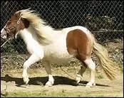 Et pour finir de quelle race est ce poney ?